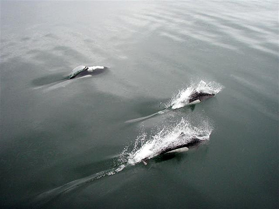 whales in Bristol Bay