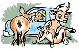 cartoon: car negotiating way among deer on road