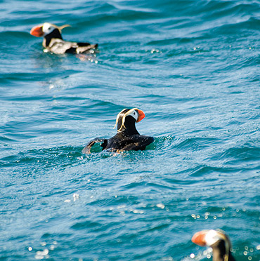 swimming puffins at the Kenai Fjords