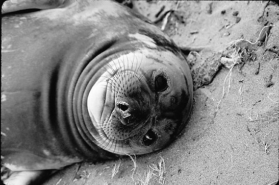 seal pup at Piedras Blancas