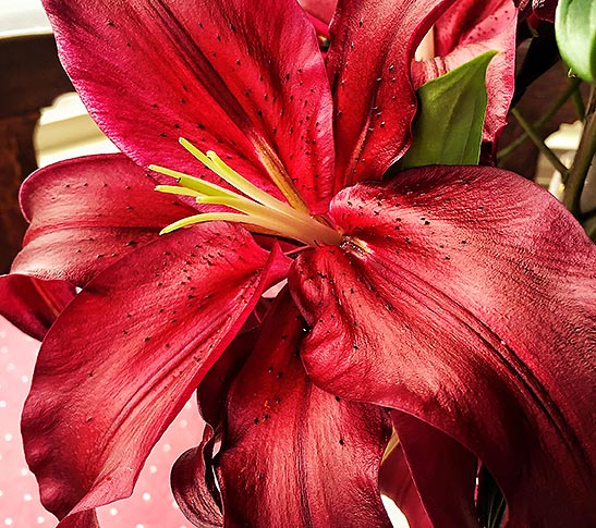 red iris flower