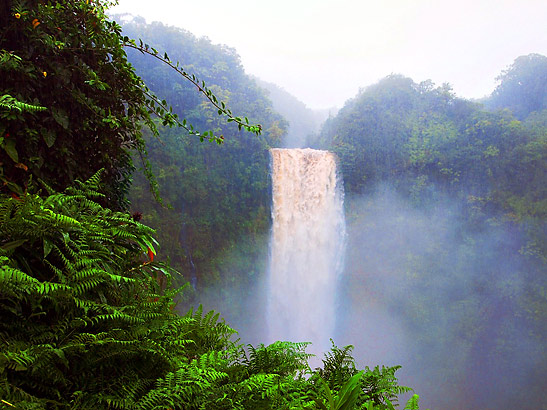 the Akaka Falls, Akaka Falls State Park