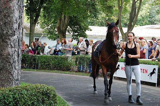 woman leading horse to paddock