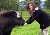 writer feeding musk ox, Alaska