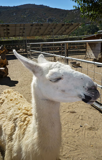 pettingzoo at the Bates Nut Farm