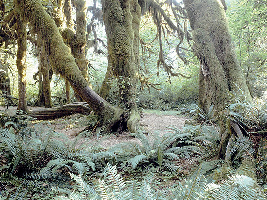 the forest around Lake Quinault