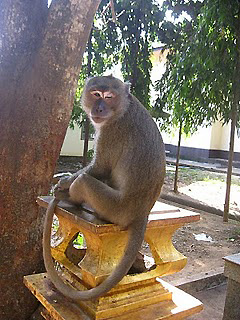 one of the monkeys at the Tiger Temple