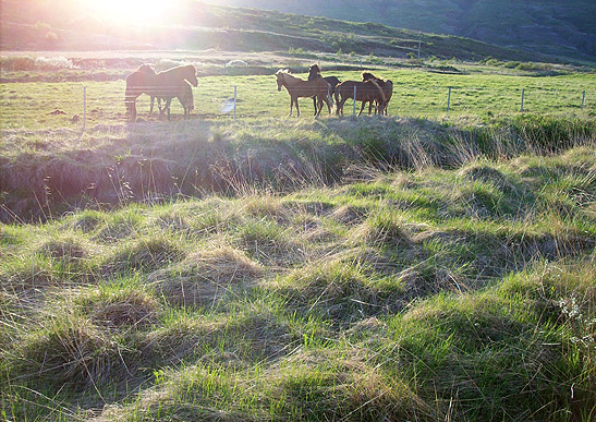 colts feeding on grass
