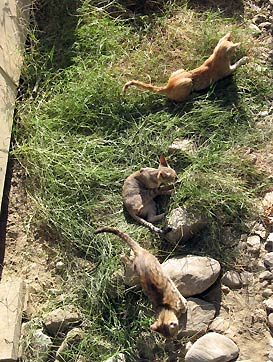 three cats playing