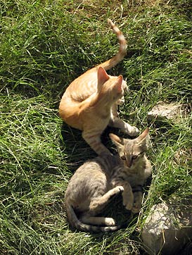 close-up of two cats