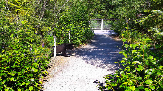 bear intruding into a fenced-off area