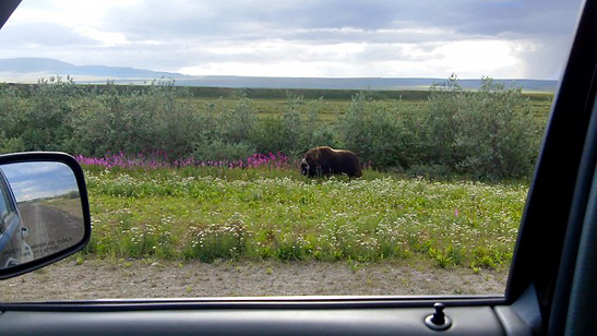 musk oxen on the Dalton Highway viewed from the writer's vehicle