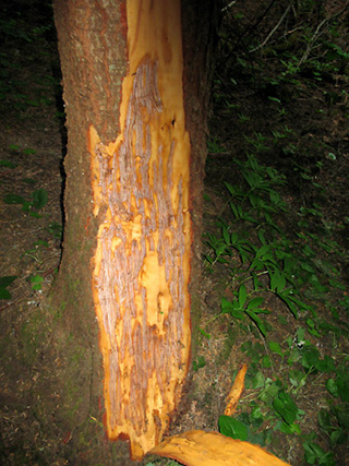 tree shredded by bear