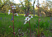 flowers in a field, Jacksonville
