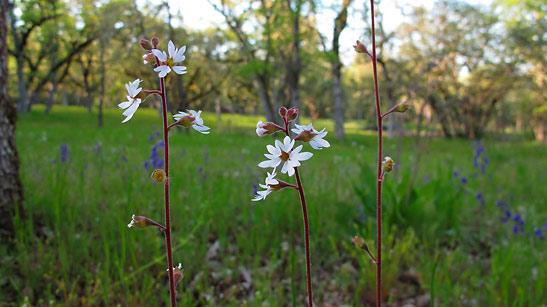 flowers in a field, Jacksonville, Oregon