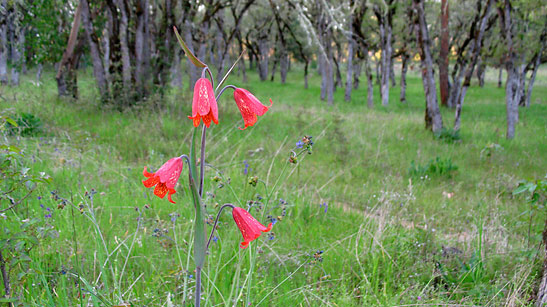 a trio of rare Fritillaria gentneri flowers at the Jacksonville cemetery