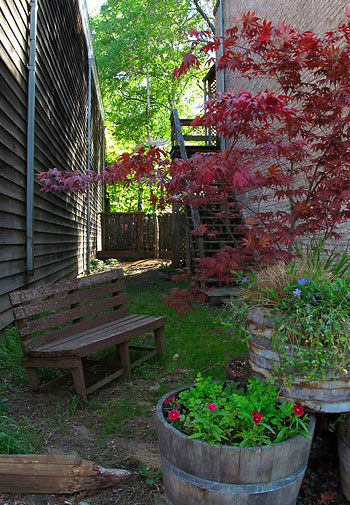 plants in a backyard, Jacksonville