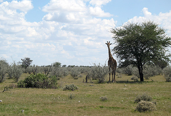 giraffe at Etosha National Park