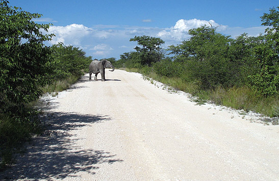 elephant crossing the road, Etosha National Park