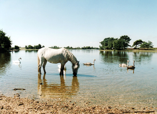 white horse grazing in shallow pond