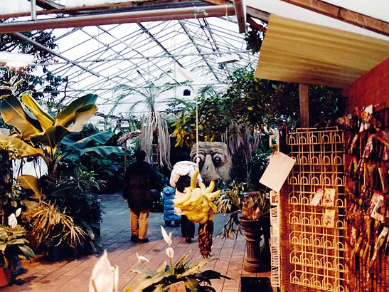 inside the banana greenhouse in Iceland