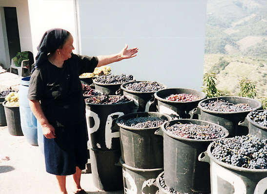 Portugese lady showing buckets of freshly picked grapes