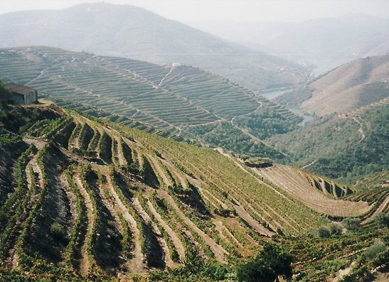 grapes planted on terraced hillsides, with the Douro River in the background