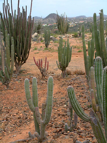 cacti on deseert landscape, central outback, Aruba