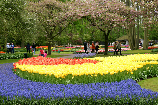 tulip garden