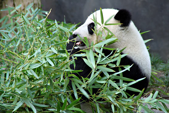 panda at the San Diego Zoo