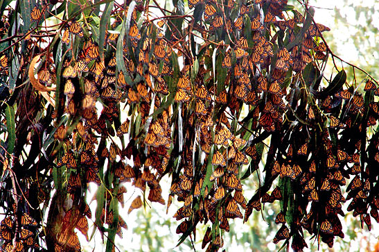 monarch butterflies at Pismo Beach