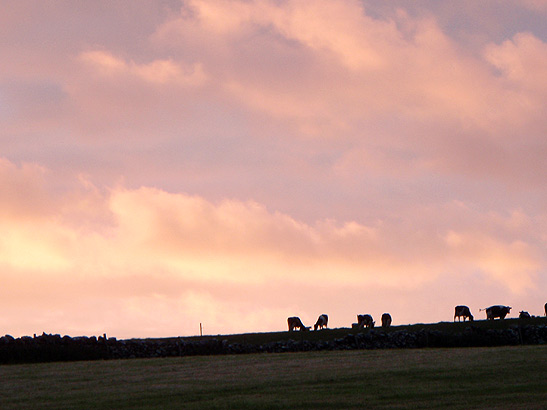 Irish sunset scene with grazing sheep in the background