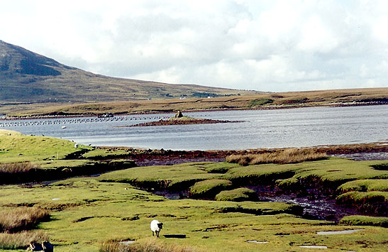 sheep pasture land near shore