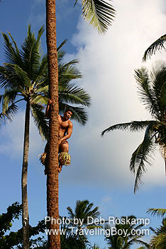 Tree Climbing