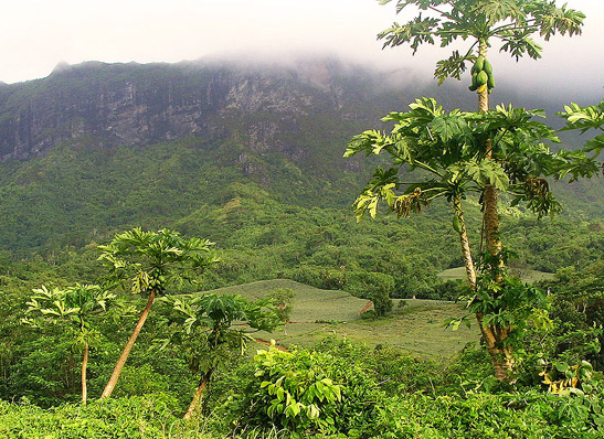 lush tropical vegetation with mountains in the background, Papenoo valley