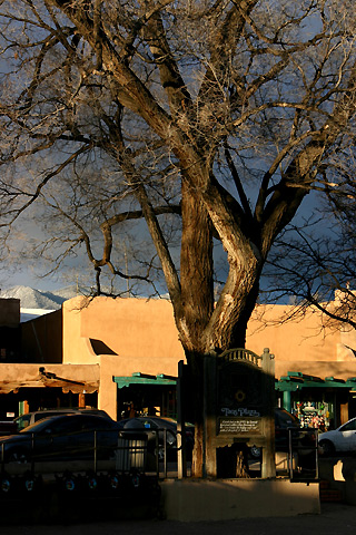 marker in front of big tree, the Taos Plaza