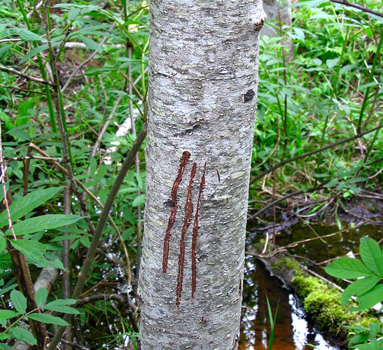 fresh bear claw marks on tree trunk, Whistler B.C.