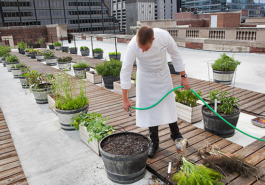 roof garden at Palmer House