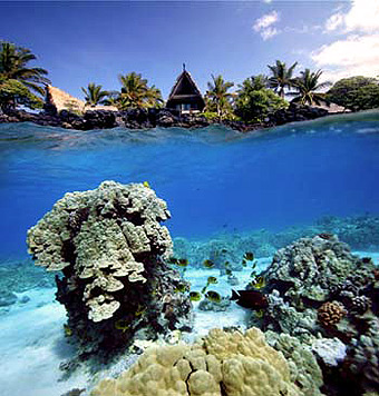 underwater view of corals and other marine life