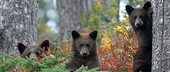bears in Whistler