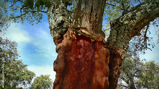 Alentejo cork oak tree
