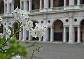 the Basilica Palladiana, Vicenza, Italy