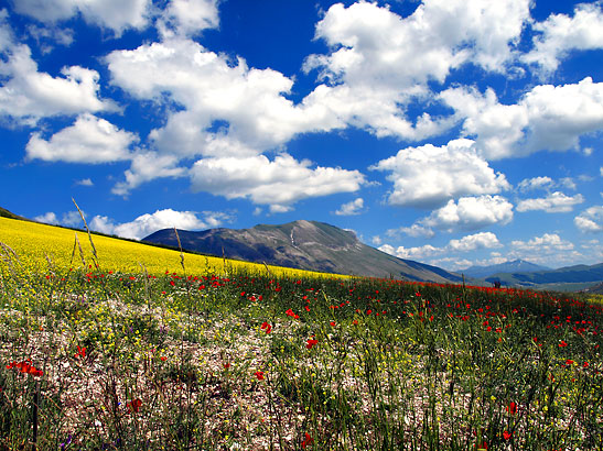 wild flowers in bloom at the Piano Grande