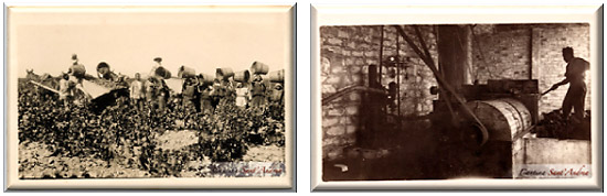 Grape harvesting and processing at the Pandolfo farm on the island of Pantelleria