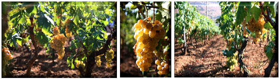 Muscat grapes waiting to be picked at the Cantina Sant'Andrea