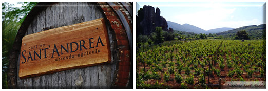 the vineyards at Borgo Vodice, Latina