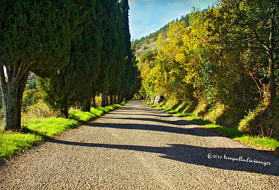 cypress tree-lined lane leading to Villa Bramasole, Cortona