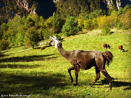 herd of llamas grazing around a hamlet, Deggia