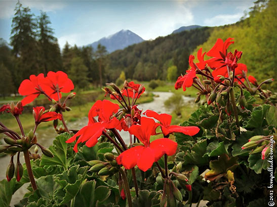 flowers along a creek, Trentino Alto Adige region, Italy