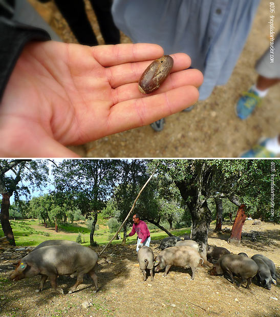 acorn; black hoof pigs feeding on acorn